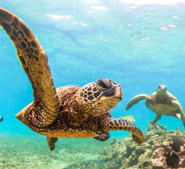 Witness the Wonder: Turtles of Oman